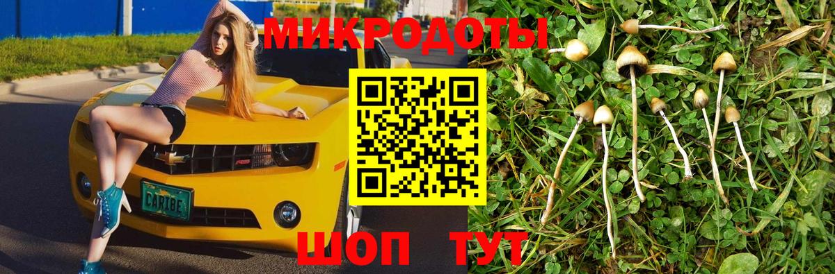 Галлюциногенные грибы Psilocybe Рубцовск